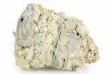 Agatized Fossil Coral Geode - Florida #250945-1